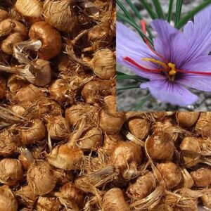 Fresh 2017 Pre-Order Saffron Bulbs 16 Pcs - Get Beautifull Flowers and Your Own Spice (dispatch in June from our organic garden) Crocus Sativus Corms