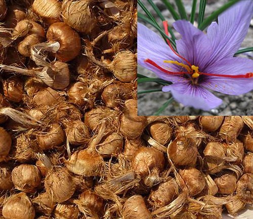 Fresh 2017 Pre-Order Saffron Bulbs 16 Pcs - Get Beautifull Flowers and Your Own Spice (dispatch in June from our organic garden) Crocus Sativus Corms